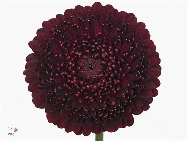 Mini Gerbera Pomponi Bebob x20 c1962