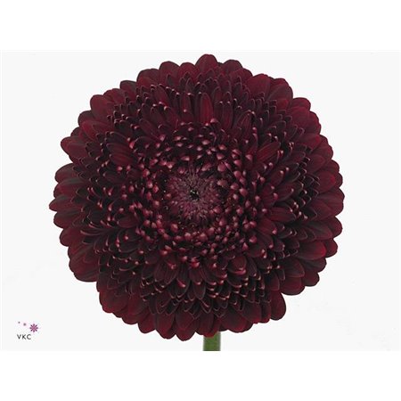 Mini Gerbera Pomponi Bebob x20 c1962