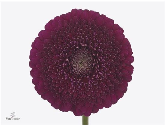 Mini Gerbera Pomponi Danee x20 c1963