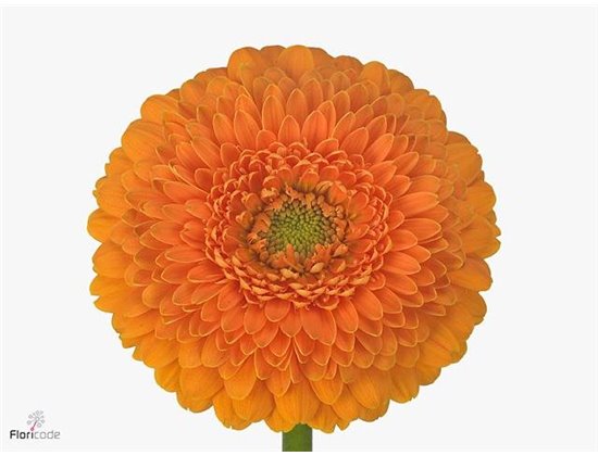 Mini Gerbera Pomponi Fanta x20 c1964