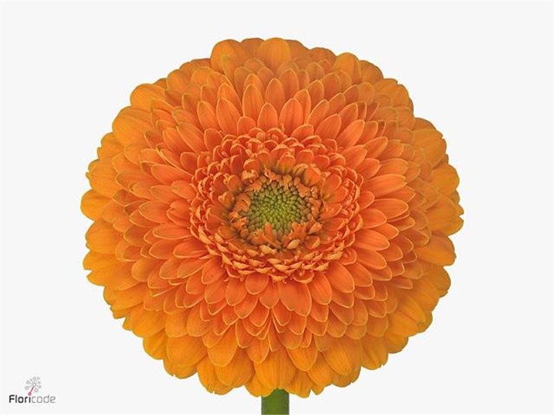 Mini Gerbera Pomponi Fanta x20 c1964