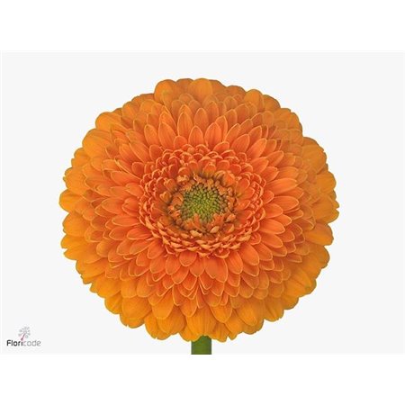 Mini Gerbera Pomponi Fanta x20 c1964