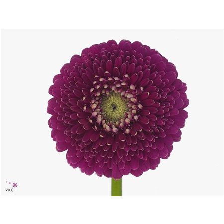 Mini Gerbera Pomponi Japio x20 c1965