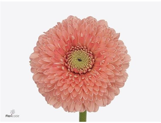 Mini Gerbera Pomponi Jive x20 c1966