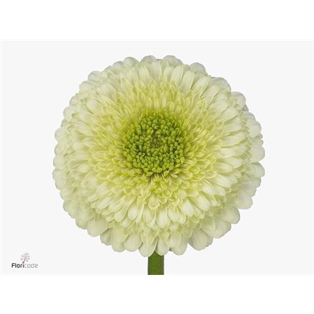 Mini Gerbera Pomponi Kermit x20 c1967