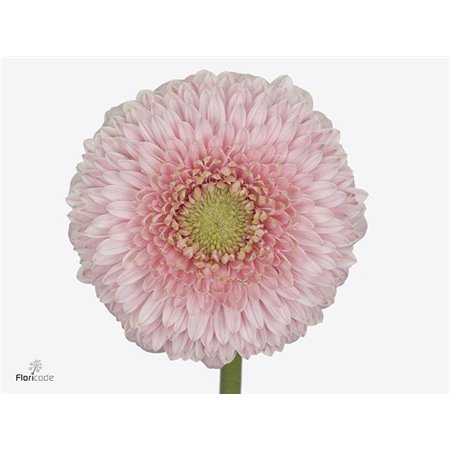 Mini Gerbera Pomponi Panucci x20 c1968