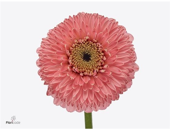 Mini Gerbera Pomponi Panucci x20 c1969