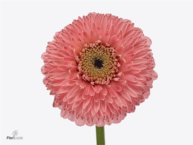 Mini Gerbera Pomponi Panucci x20 c1969