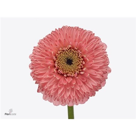 Mini Gerbera Pomponi Panucci x20 c1969