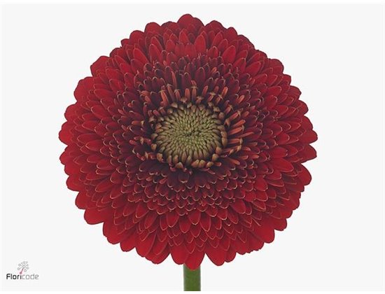Mini Gerbera Pomponi Piggy x20 c1971