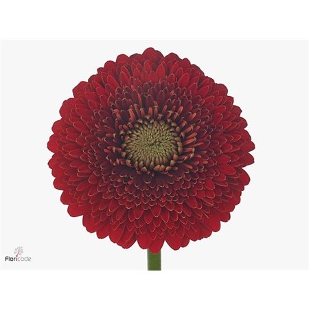 Mini Gerbera Pomponi Piggy x20 c1971