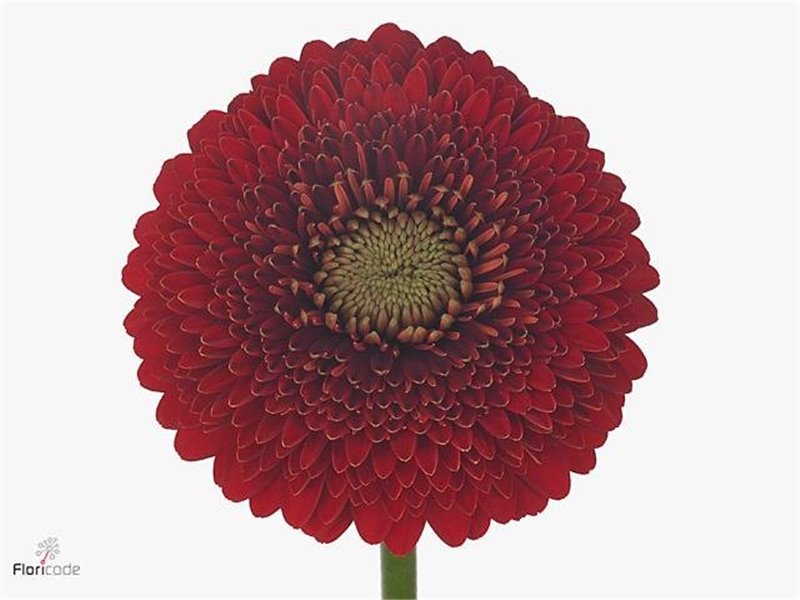 Mini Gerbera Pomponi Red Light x20 c1972