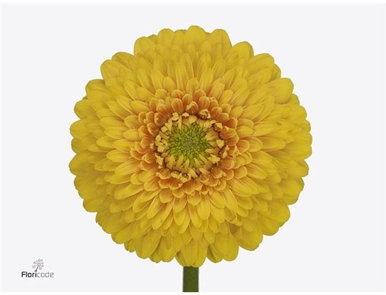 Mini Gerbera Pomponi Sunlight x20 c1973