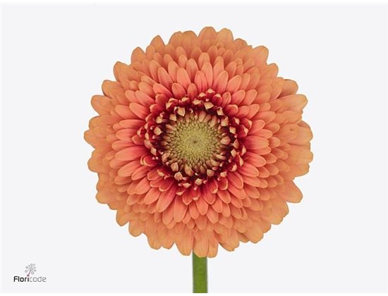 Mini Gerbera Pomponi Zenna M x20 c1974