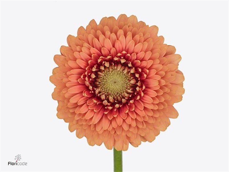 Mini Gerbera Pomponi Zenna M x20 c1974