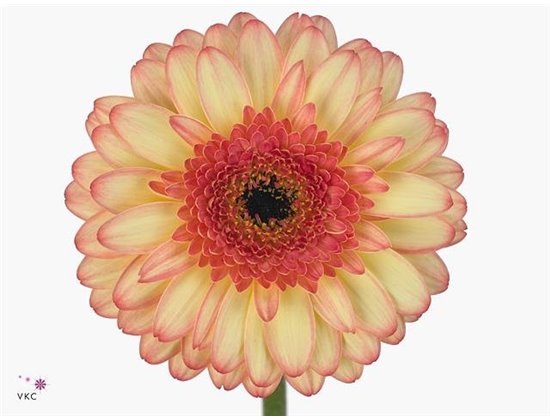 Mini Gerbera Prosecco x20 c1975