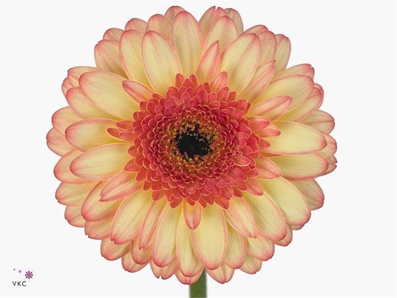 Mini Gerbera Prosecco x20 c1975