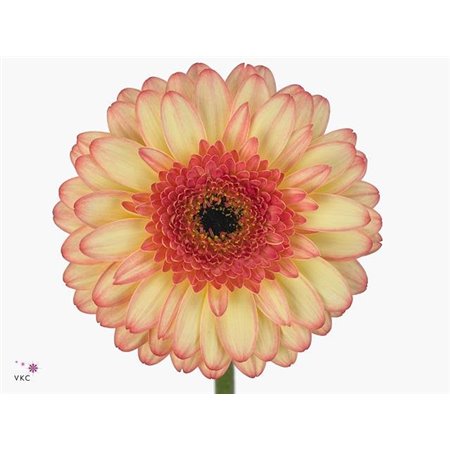 Mini Gerbera Prosecco x20 c1975