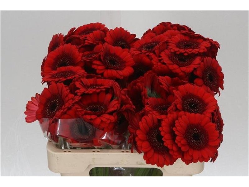 Mini Gerbera Red Ruby x20 c1976