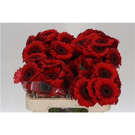 Mini Gerbera Red Ruby x20 c1976