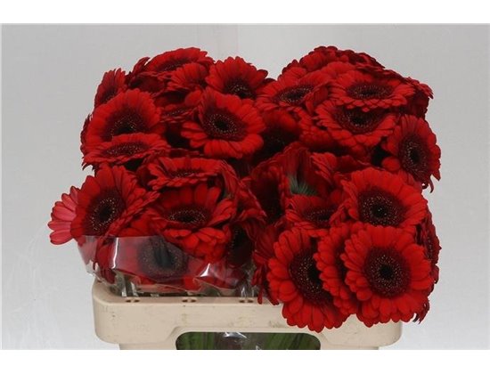 Mini Gerbera Red Ruby x20 c1977