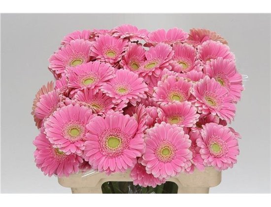 Mini Gerbera Red Ruby x20 c1979