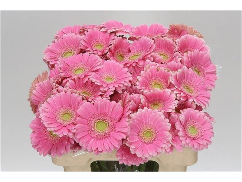 Mini Gerbera Rosamunde x20 c1980
