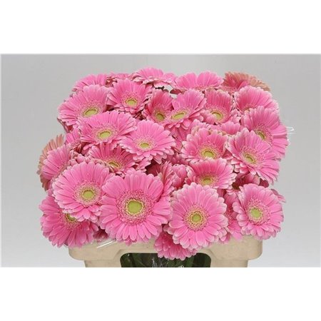Mini Gerbera Rosamunde x20 c1980