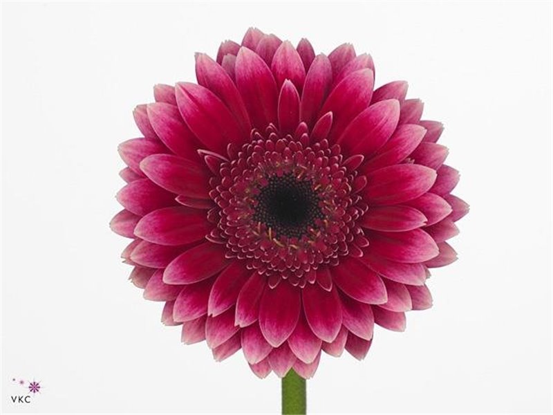 Mini Gerbera Sandero x20 c1981