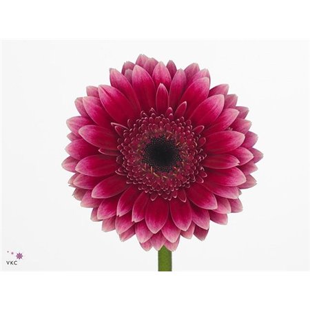 Mini Gerbera Sandero x20 c1981