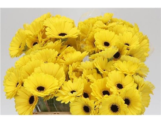 Mini Gerbera Sunshine x20 c1982