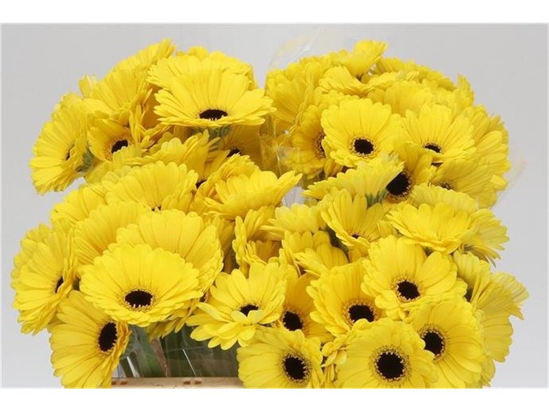 Mini Gerbera Sunshine x20 c1982