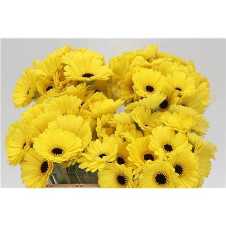 Mini Gerbera Sunshine x20 c1982