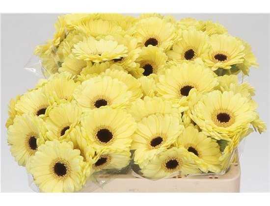 Mini Gerbera Surfer x20 c1983