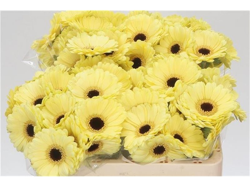 Mini Gerbera Surfer x20 c1983