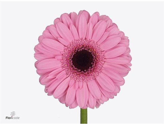 Mini Gerbera Talent x20 c1984