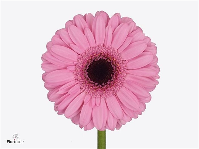 Mini Gerbera Talent x20 c1984