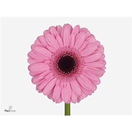 Mini Gerbera Talent x20 c1984
