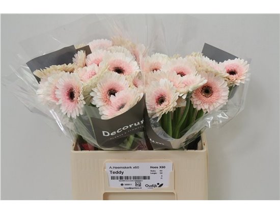 Mini Gerbera Talent x20 c1985