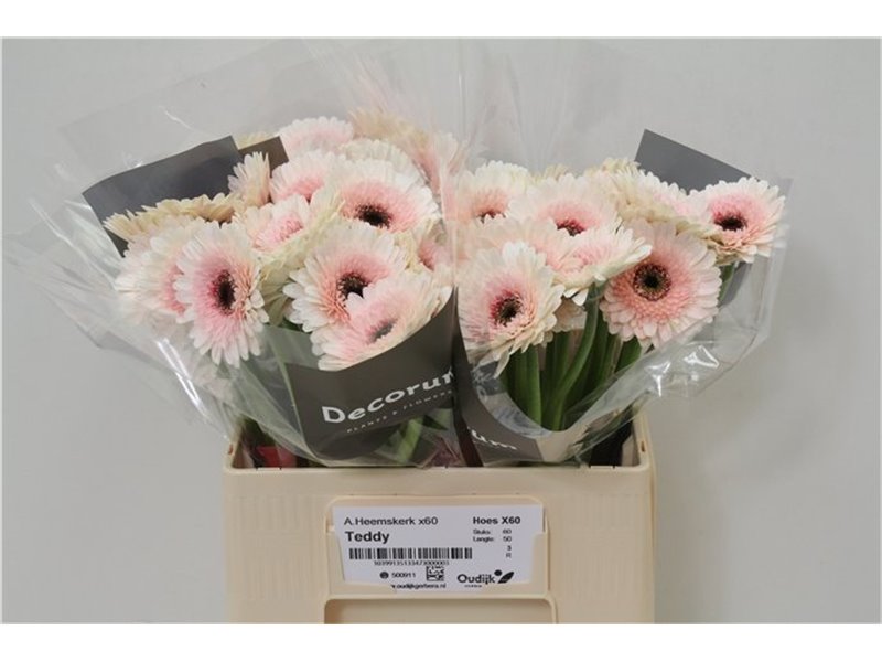 Mini Gerbera Talent x20 c1985