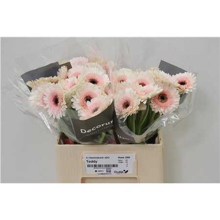 Mini Gerbera Talent x20 c1985