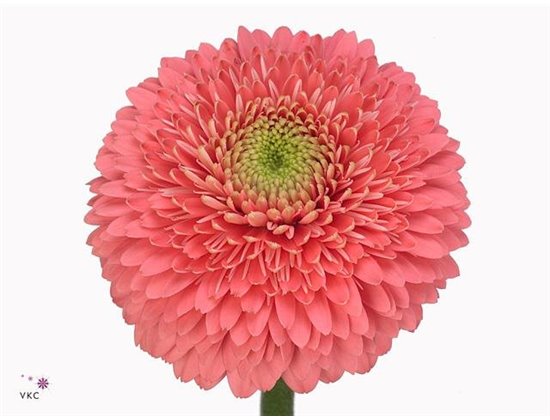 Mini Gerbera Teddy x20 c1986