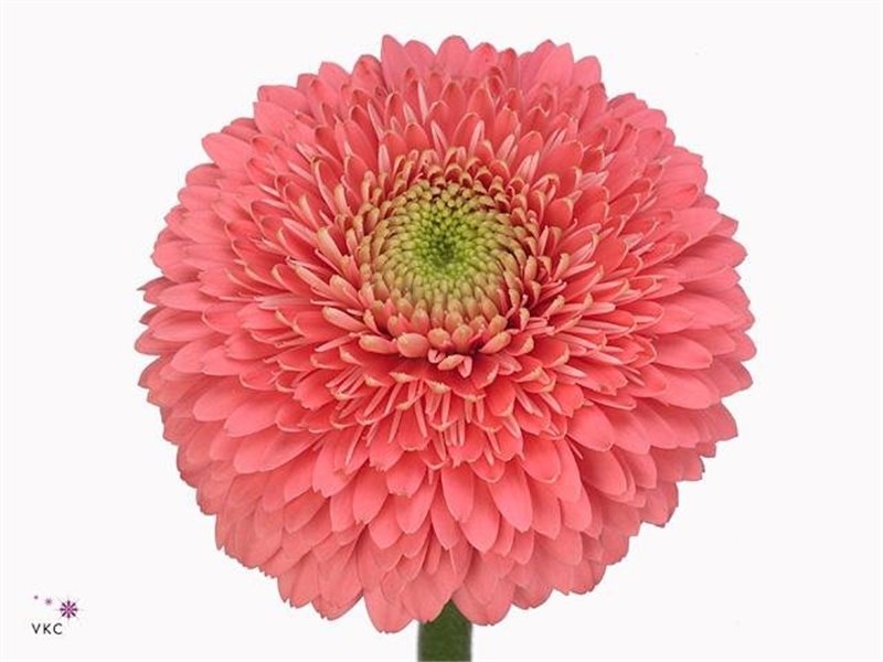 Mini Gerbera Teddy x20 c1986