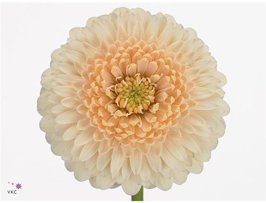 Mini Gerbera Terra Maga x20 c1988