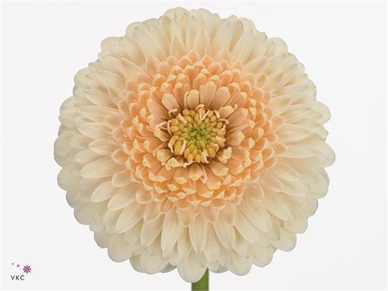Mini Gerbera Terra Maga x20 c1988