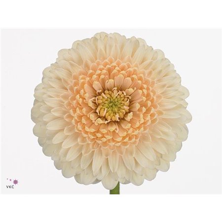 Mini Gerbera Terra Maga x20 c1988
