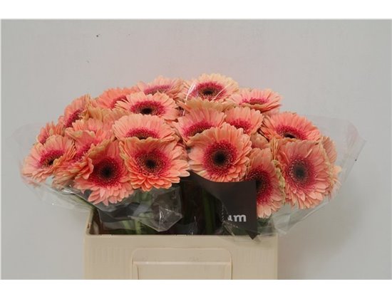 Mini Gerbera Tiptop x20 c1989