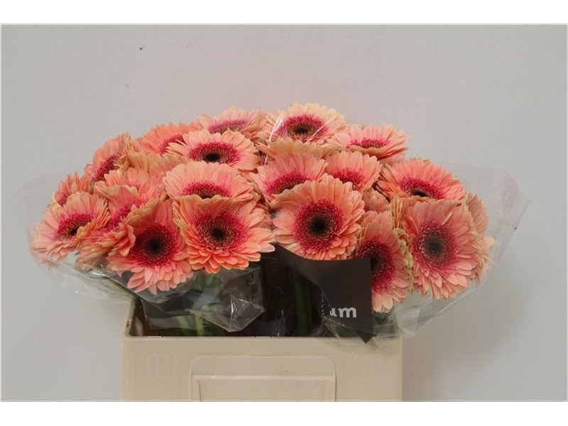 Mini Gerbera Tiptop x20 c1989