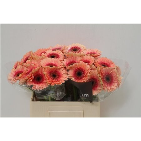 Mini Gerbera Tiptop x20 c1989