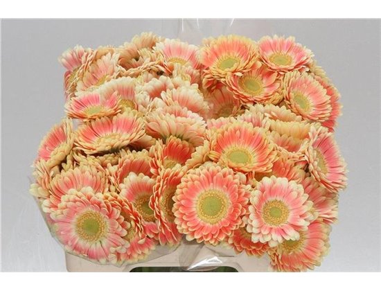 Mini Gerbera Tiptop x20 c1990